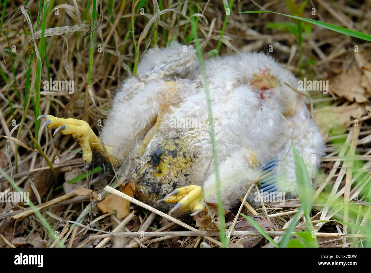 West Sussex, UK. Corps d'un Tawny Owl (Strix Aluco enr.) trouvés sur le terrain. Il y avait un nid à proximité, de sorte qu'il pourrait bien avoir perdu. Banque D'Images