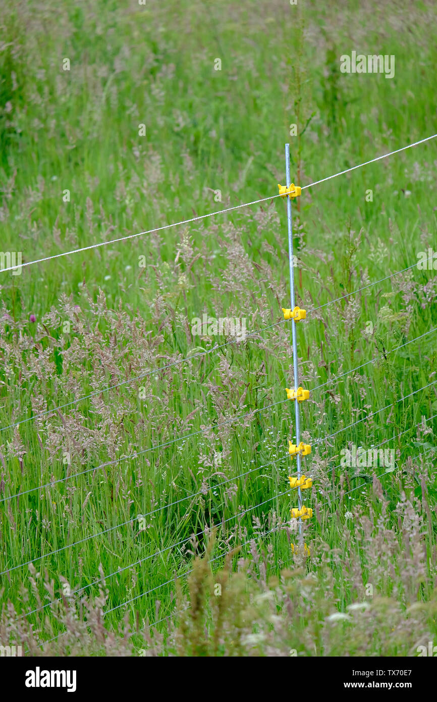 West Sussex, UK. Rangée d'Isolants en plastique jaune sur une clôture électrique en bordure d'une prairie de fleurs sauvages. Banque D'Images