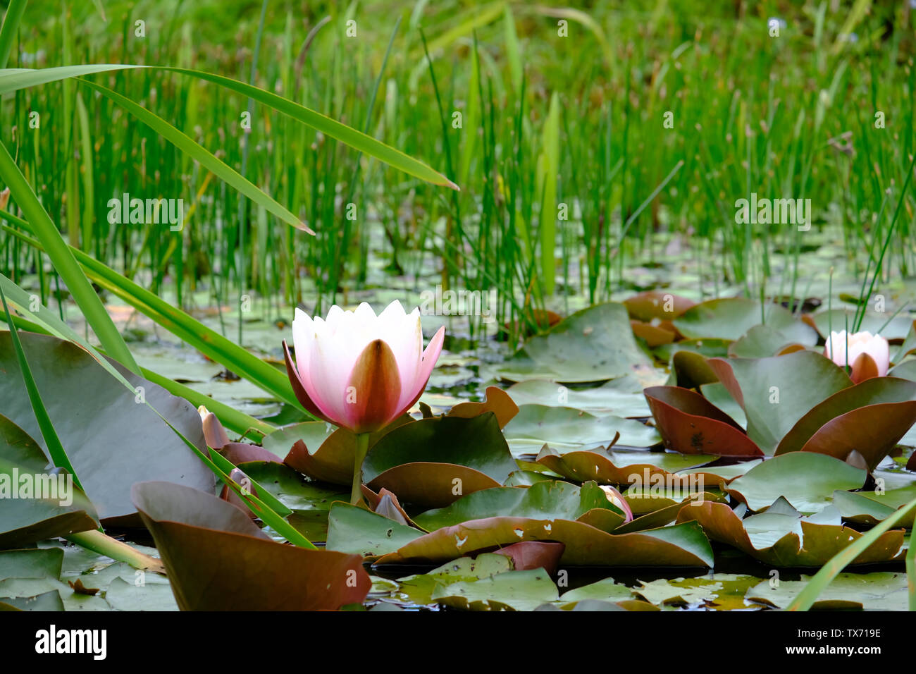 West Sussex, UK. Grand nénuphar rose pâle(Nymphaeaceae fleurs) sortant de l'étang de la faune au début de l'été. Banque D'Images