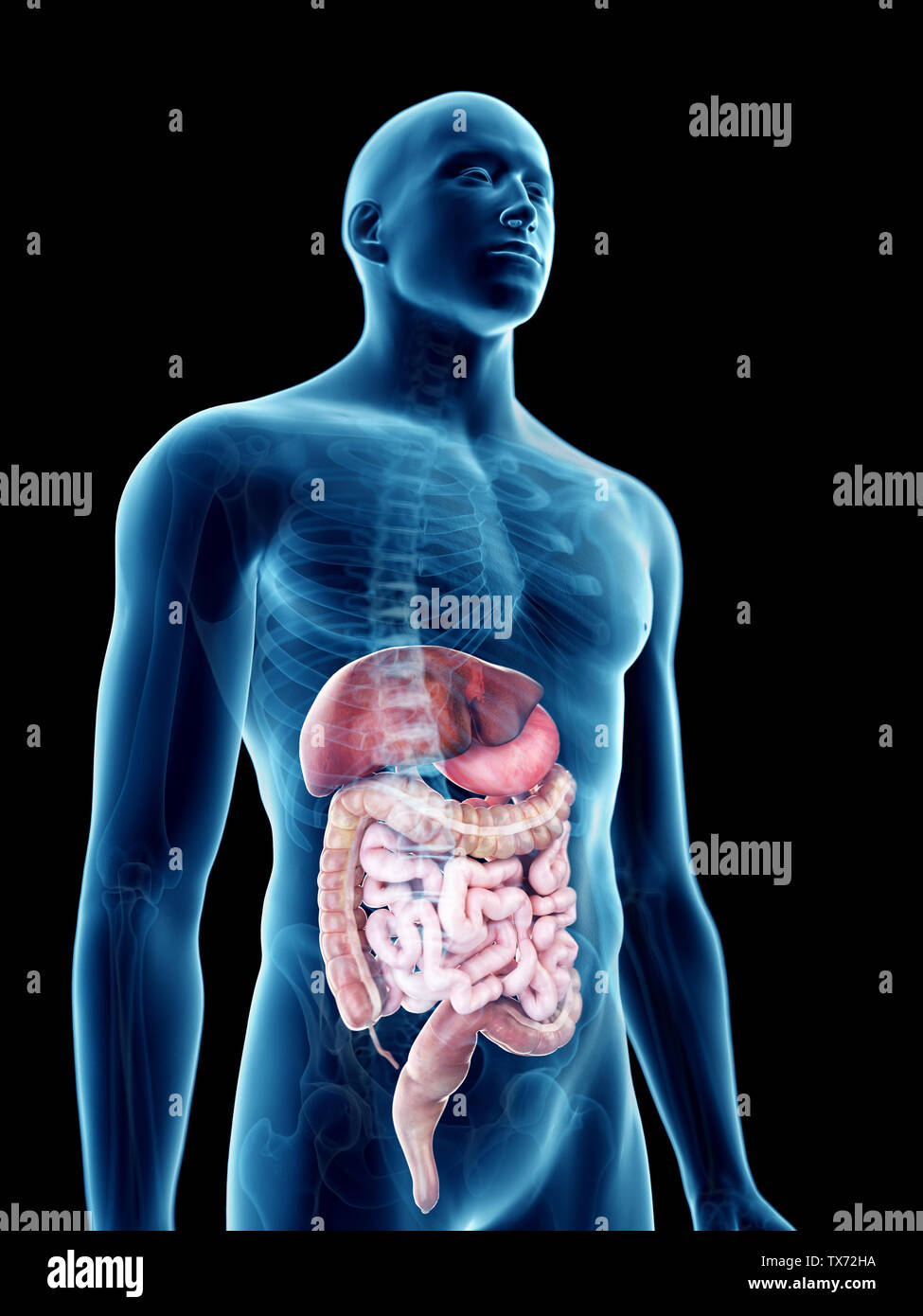 Rendu 3D précis médicalement illustration d'un système digestif mans Banque D'Images