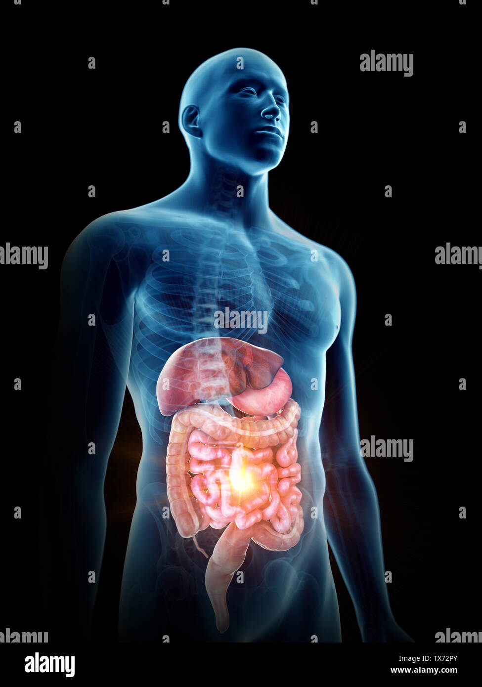 Rendu 3D précis médicalement illustration d'un système digestif douloureux Banque D'Images