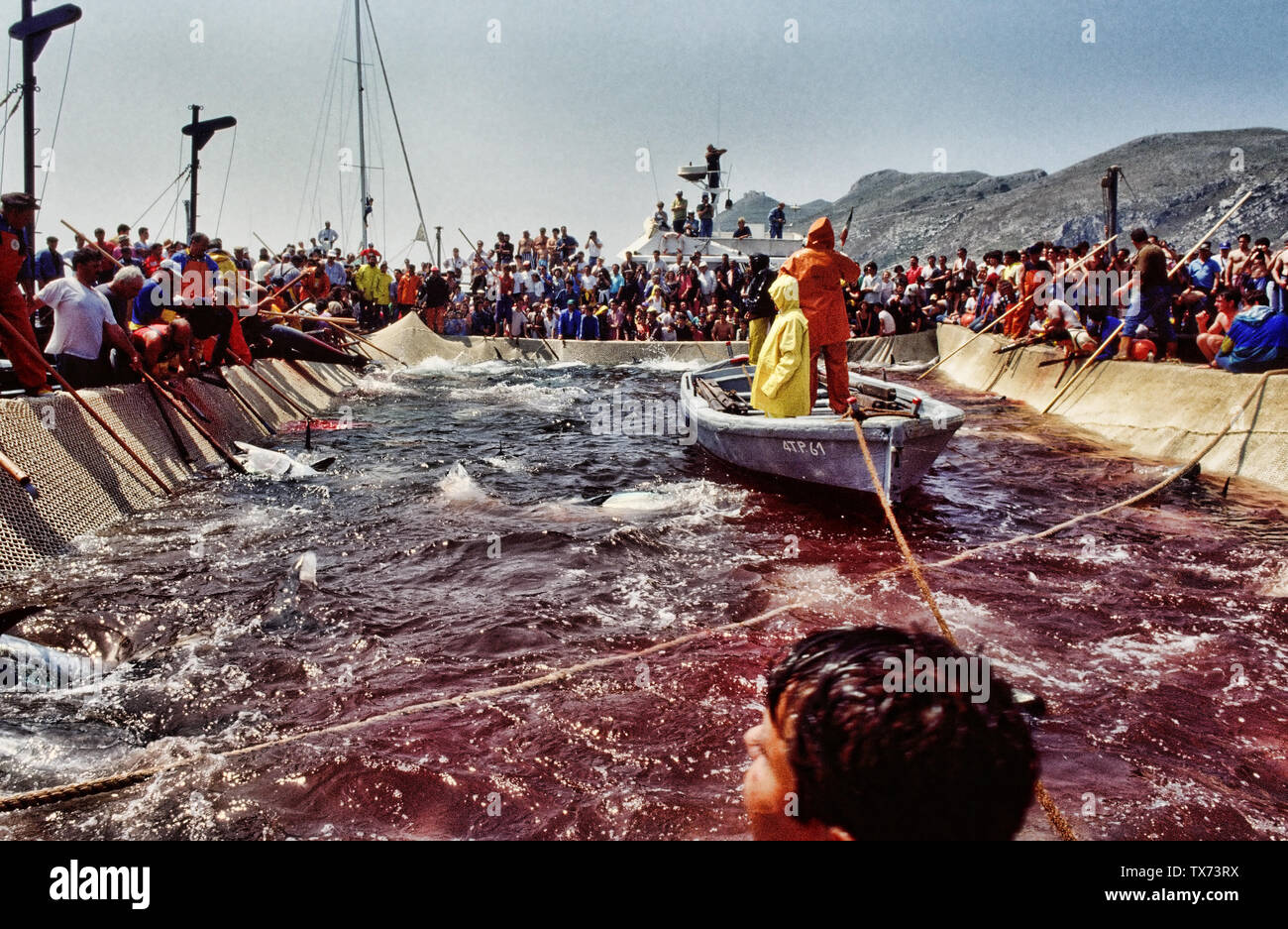 La pêche au thon sicilien traditionnel appelé 'Mattanza''île de Favignana Trapani Sicile Italie Banque D'Images