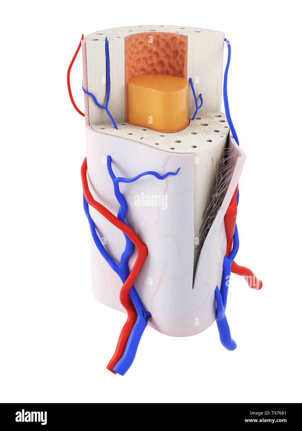 Illustration en rendu 3D de l'anatomie osseuse Banque D'Images