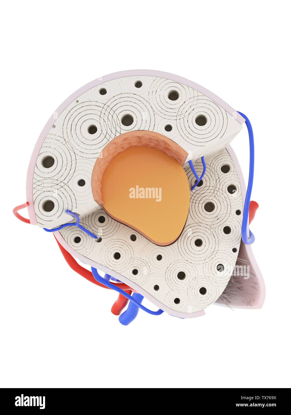 Illustration en rendu 3D de l'anatomie osseuse Banque D'Images