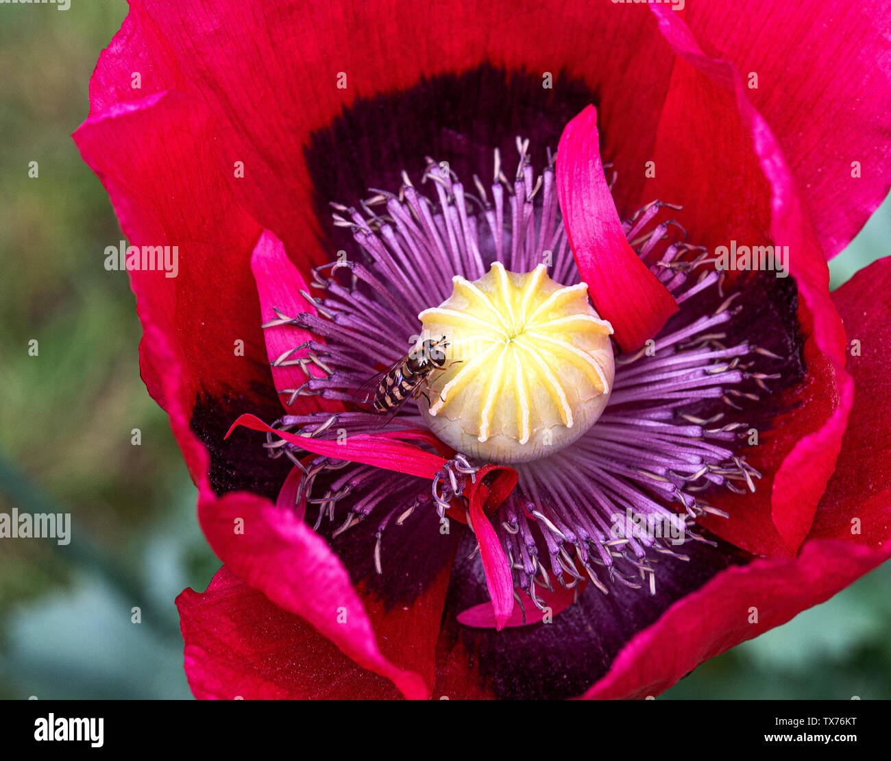 Un petit Hoverfly se nourrissant de pollen sur un pavot dans un jardin dans Cheshire England Royaume-Uni UK Banque D'Images