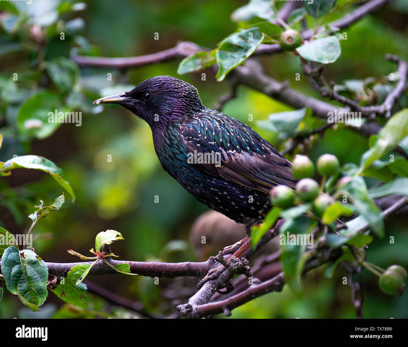 Un Étourneau colorés se percher dans un arbre Crab-Apple à la recherche de nourriture dans un jardin en Alsager Cheshire England Royaume-Uni UK Banque D'Images