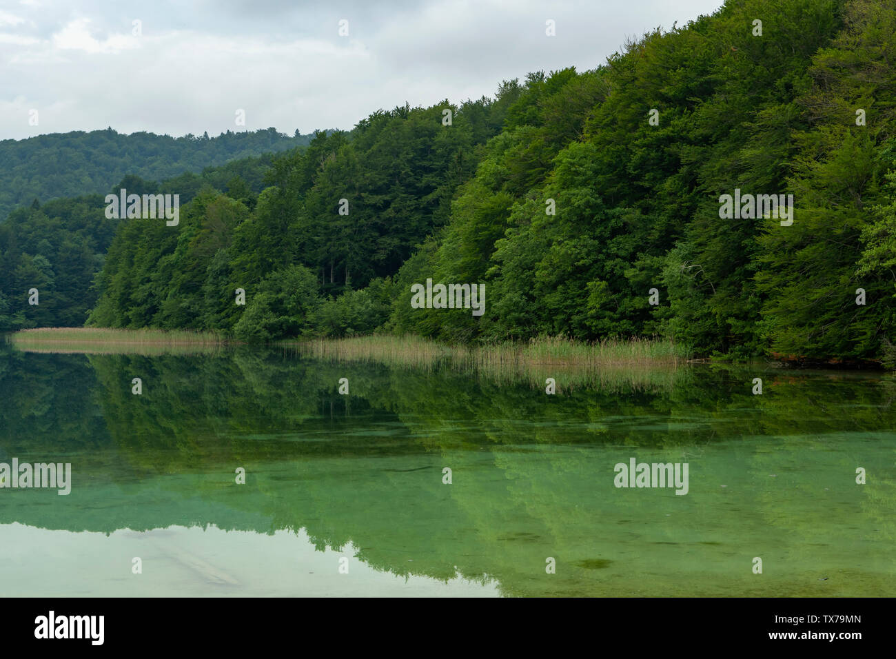 Le lac Ciginovac, le parc national des Lacs de Plitvice, Croatie Banque D'Images