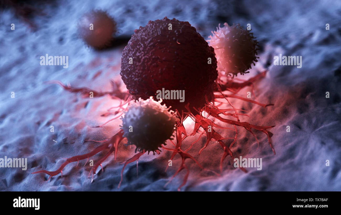 Médicalement en rendu 3d illustration précise de globules blancs qui attaquent une cellule de cancer Banque D'Images