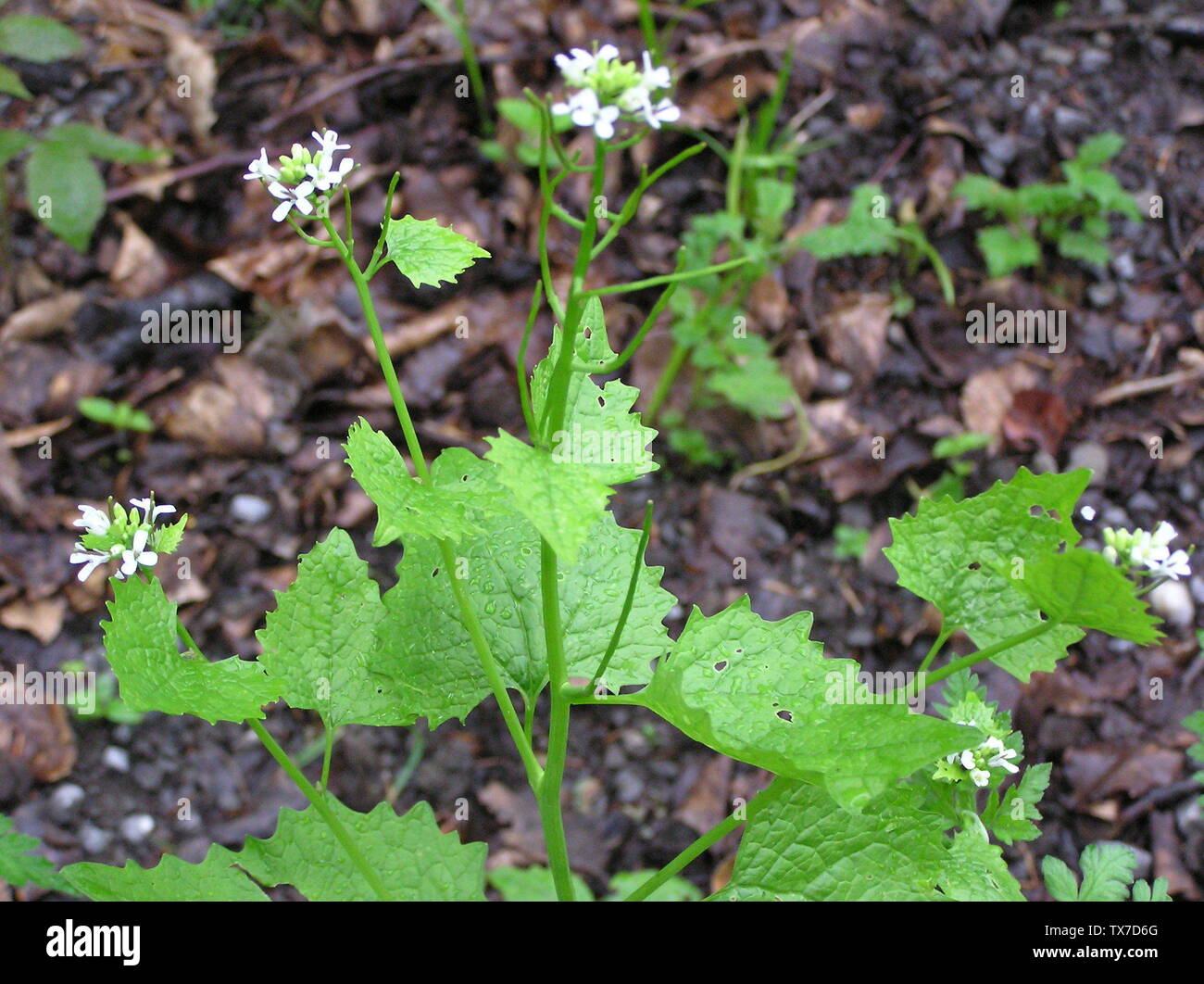 Knoblauchsrauke, auch Gemeines Lauchkraut (Alliaria petiolata), 15.05.2005, Hohberg, 76327 Pfinztal, Ortsteil Wöschbach; 15 octobre 2005; propre travail; Anke Hüper (de:Benutzer:Ah); Banque D'Images