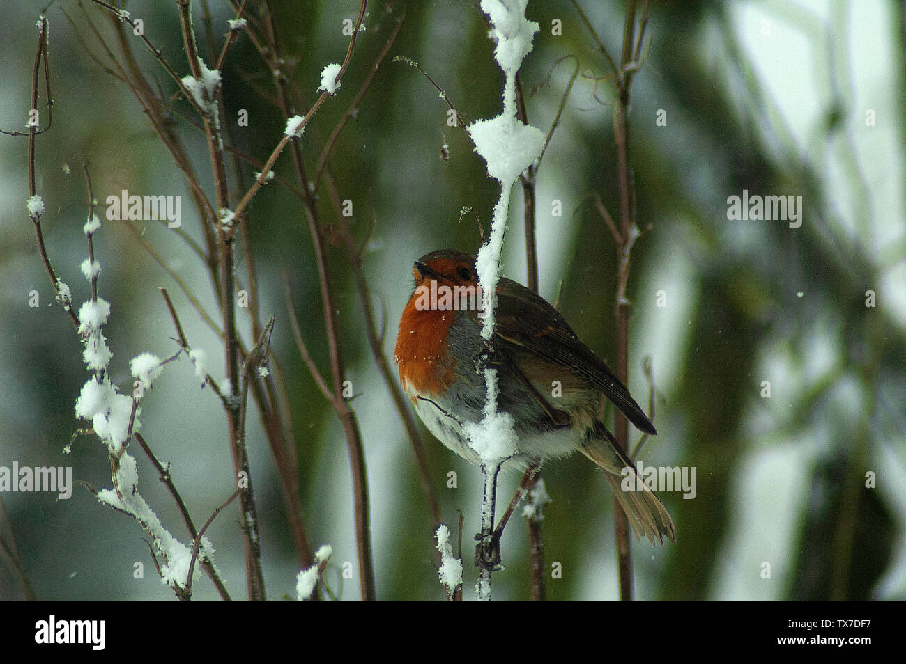 Les oiseaux du jardin commun UK Banque D'Images