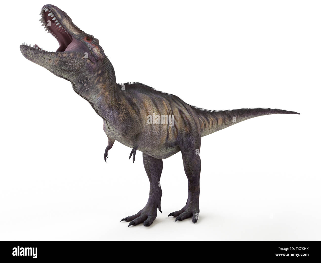 Rendu 3d illustration d'un tyrannosaurus rex Banque D'Images