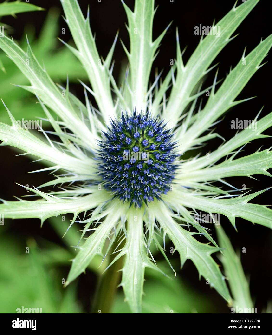Eryngium zabelii jos eijking Banque de photographies et d’images à