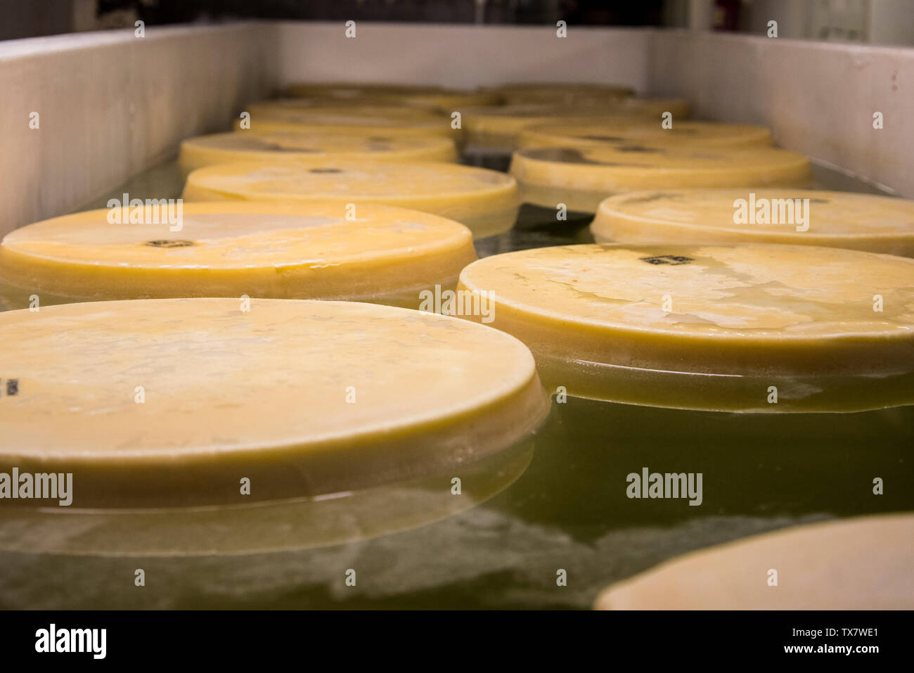 La fabrication du fromage parmesan dans une petite fromagerie de la Modena hills, les fromages en saumure Banque D'Images