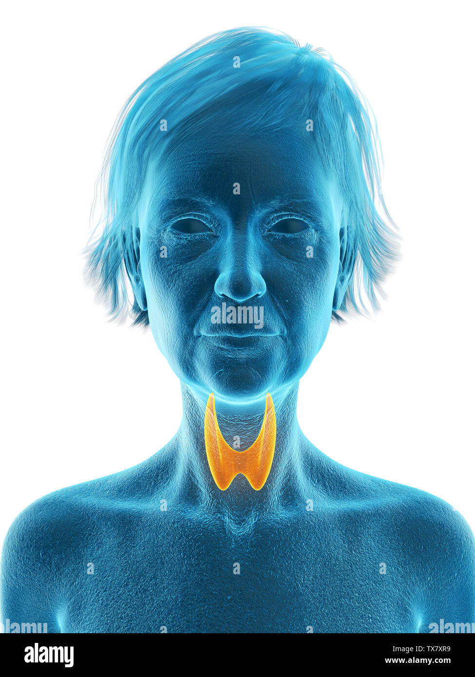 Médicalement en rendu 3d illustration précise d'un aîné de la glande thyroïde chez les femmes Banque D'Images