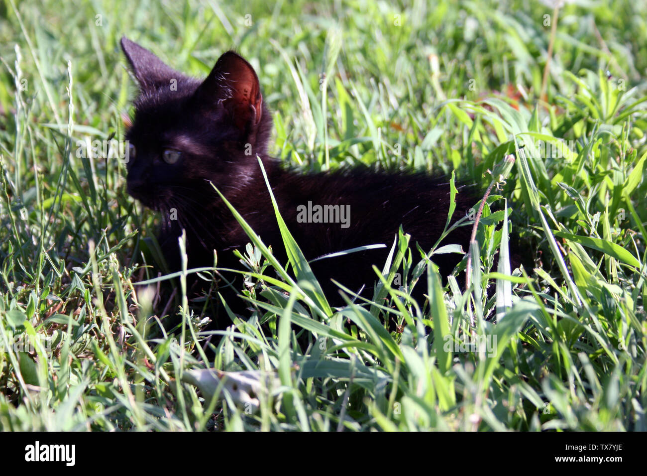 Petits Chats Banque De Photographies Et D Images A Haute Resolution Alamy Petits Chats Banque De Photographies Et D Images A Haute Resolution Alamy