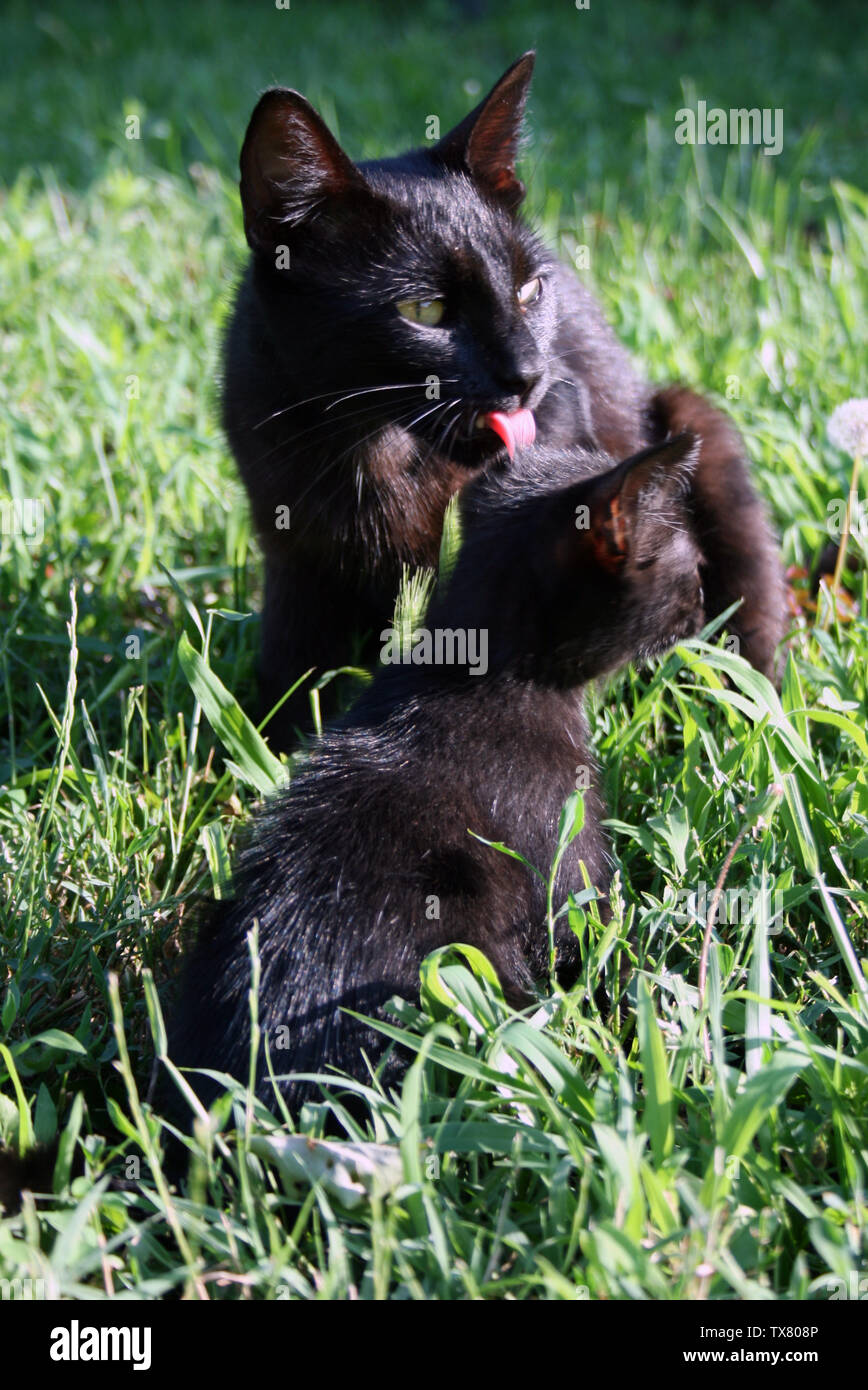 Petits Chats Banque De Photographies Et D Images A Haute Resolution Alamy Petits Chats Banque De Photographies Et D Images A Haute Resolution Alamy