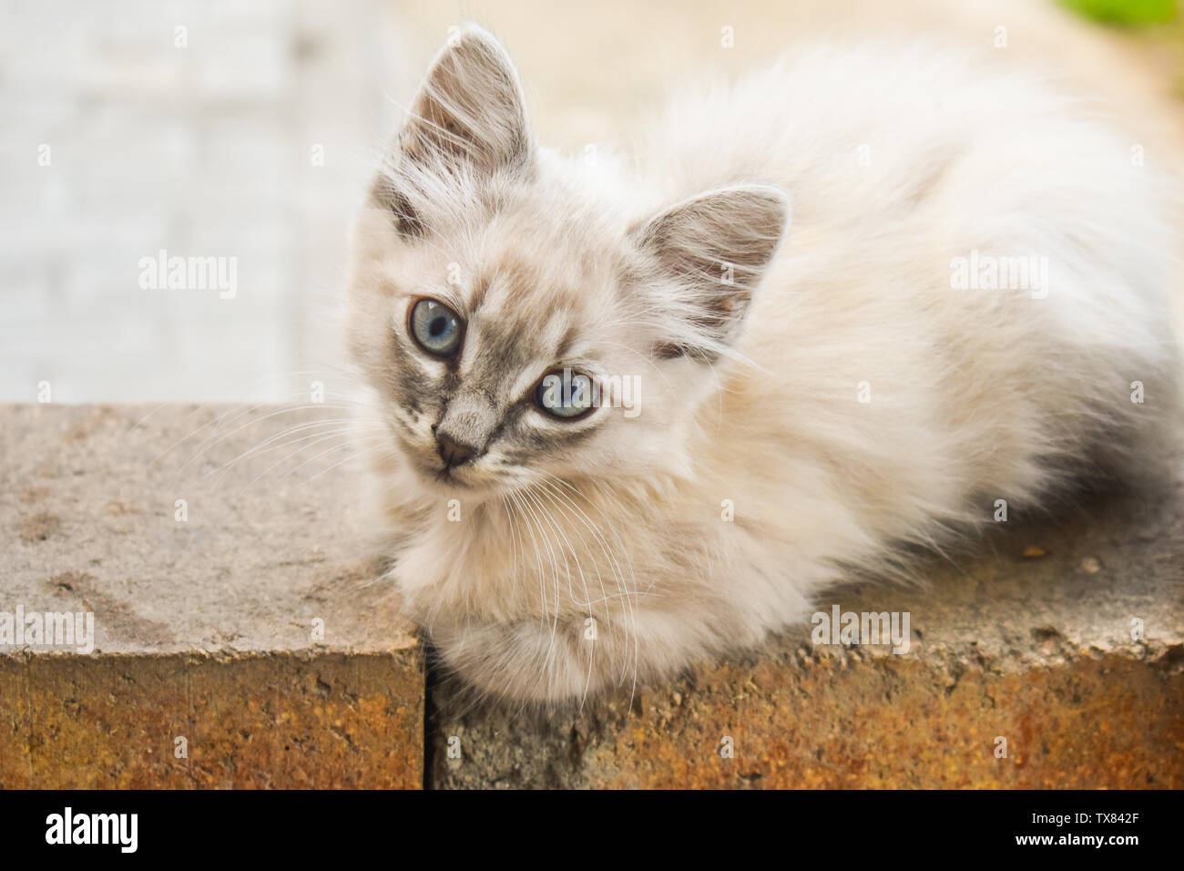 Joli Chaton Blanc Aux Yeux Bleus Avec Doux Visage Expression Assis Sur Le Mur De Brique Funny Cute Kitten Tabby Poil Long Avec De Beaux Grands Yeux Bleus Photo Stock Alamy Joli Chaton Blanc Aux Yeux Bleus Avec Doux Visage Expression Assis Sur Le Mur De Brique Funny Cute Kitten Tabby Poil Long Avec De Beaux Grands Yeux Bleus Photo Stock Alamy