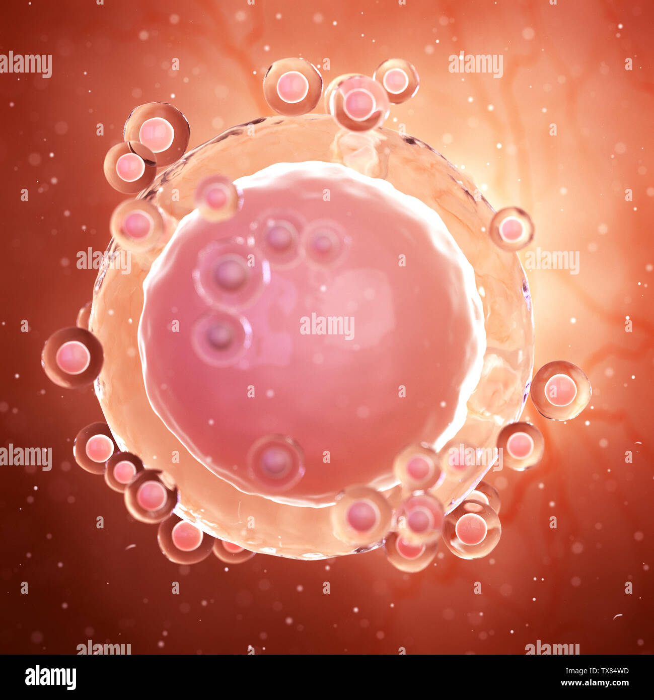 Médicalement en rendu 3d illustration de précision un ovule Banque D'Images