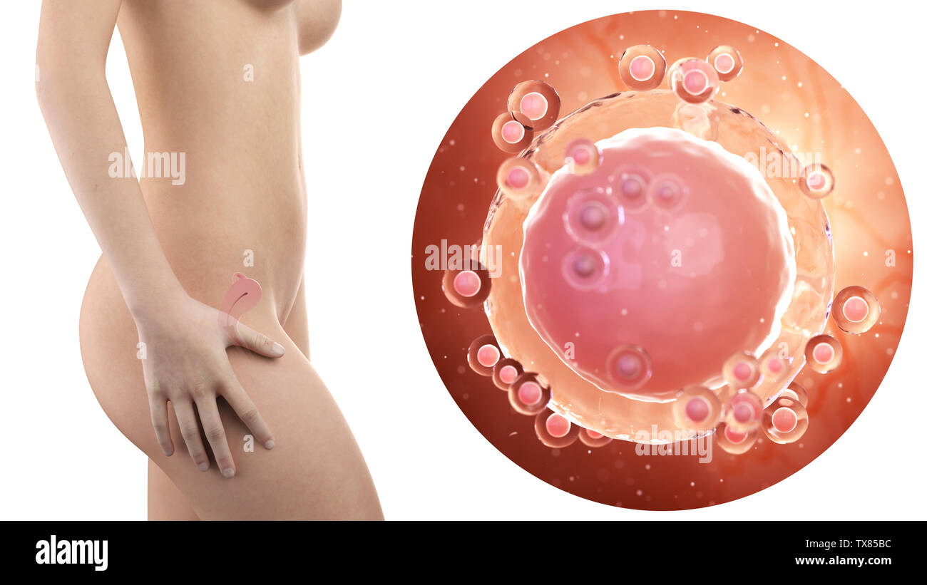 Femme enceinte avec utérus visible et ovule Banque D'Images