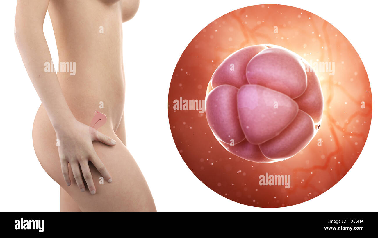Femme enceinte avec utérus visible et 8 cellules embryon Banque D'Images