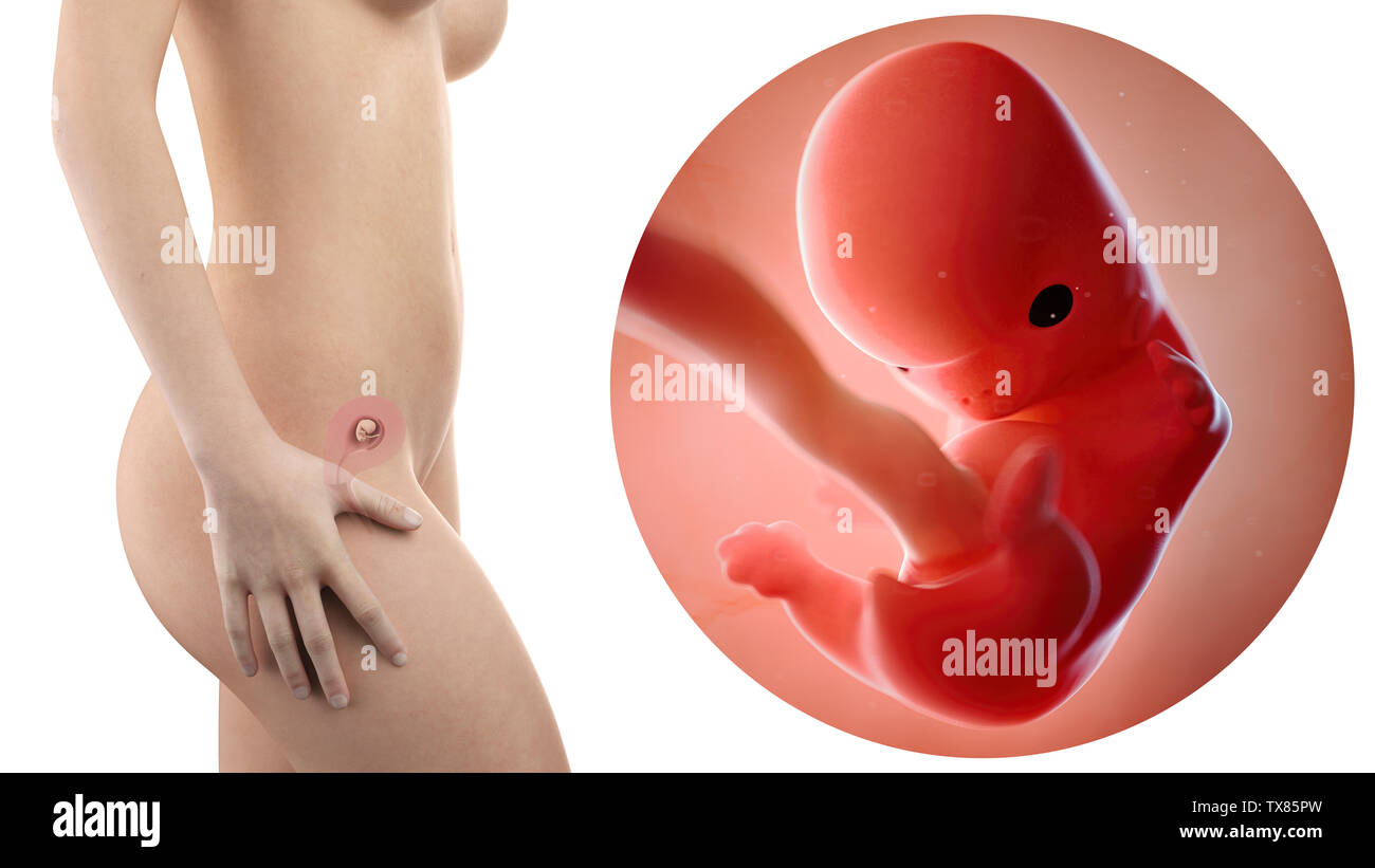 Femme enceinte et le foetus de l'utérus visible avec la semaine 8 Banque D'Images
