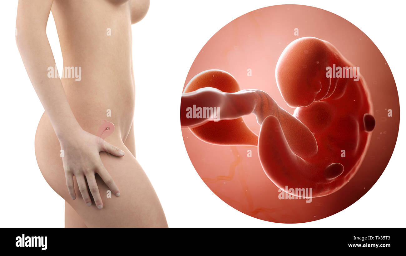 Femme Enceinte Et Le Foetus De L Uterus Visible Avec La Semaine 9 Photo Stock Alamy