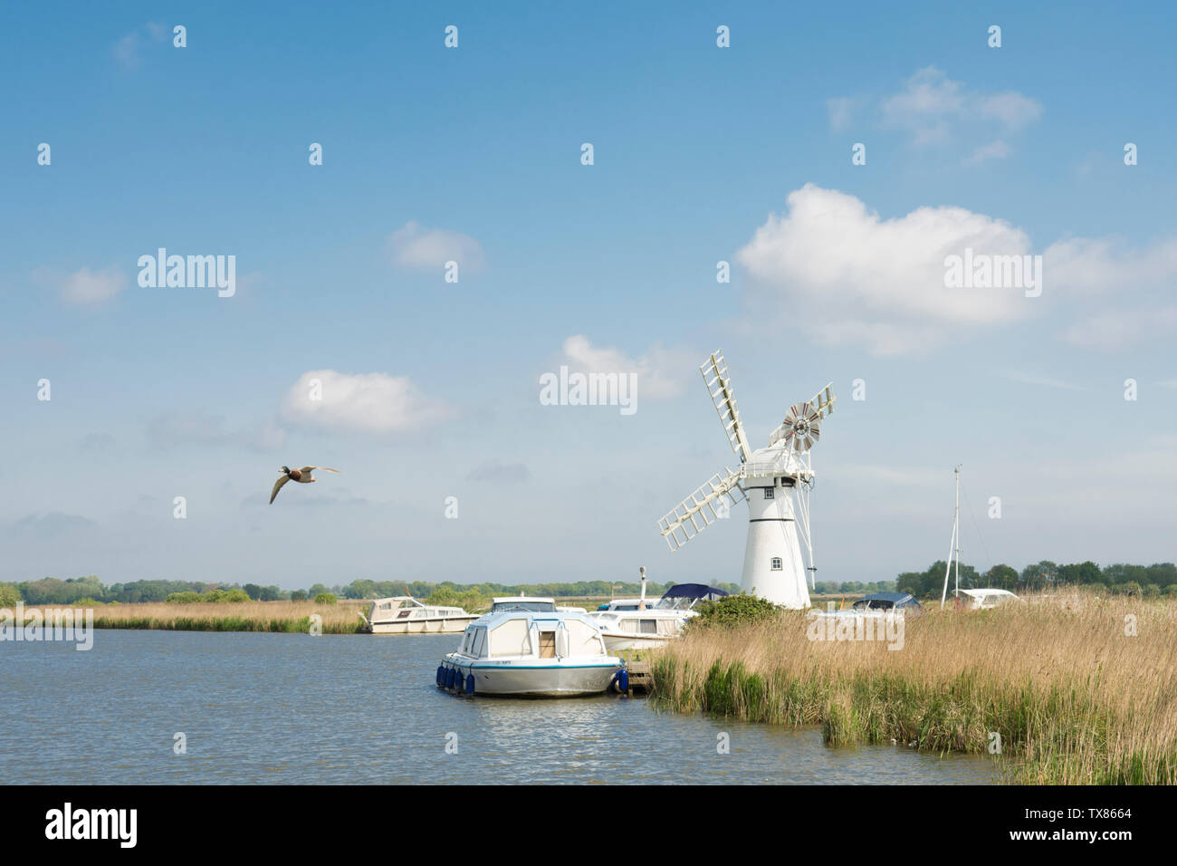 Thurne Drainage Digue Mill. Les Norfolk Broads, sur la rivière Thurne, avec des bateaux sur la rivière et des canards malards battant, UK, Mai Banque D'Images