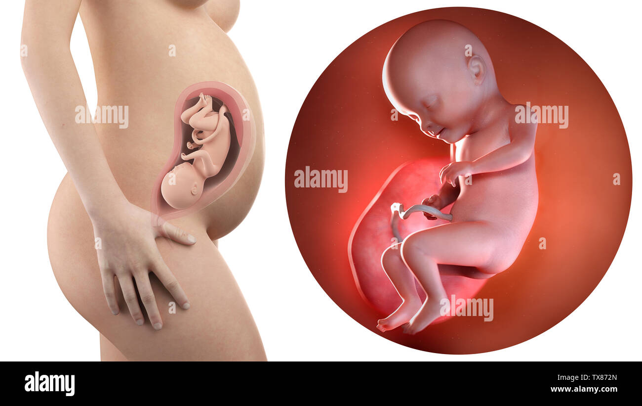Femme enceinte et le foetus de l'utérus visible avec la semaine 31 Photo  Stock - Alamy
