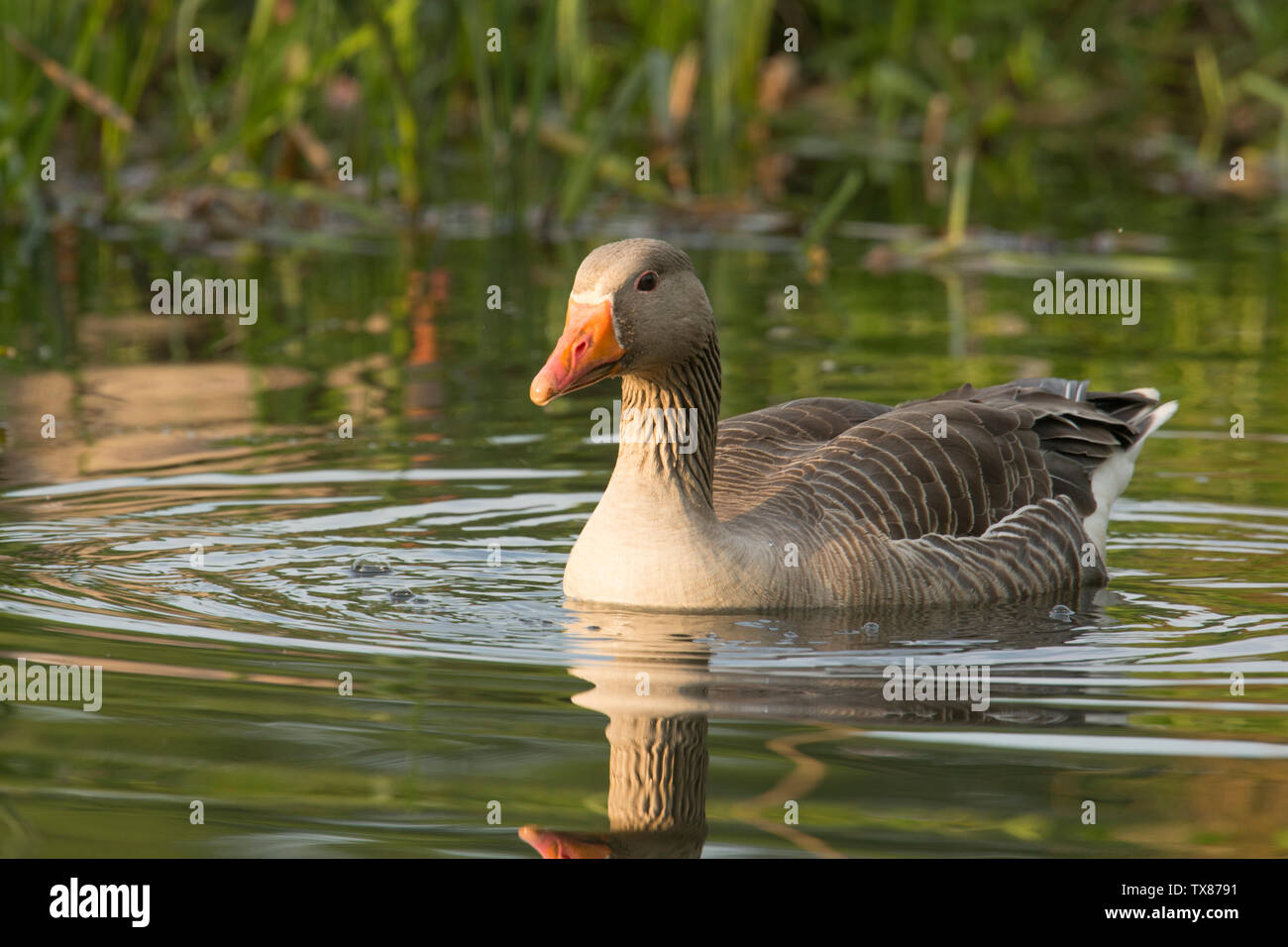 Oie cendrée Anser anser,, sur la rivière Bure, les Norfolk Broads, UK, Mai Banque D'Images