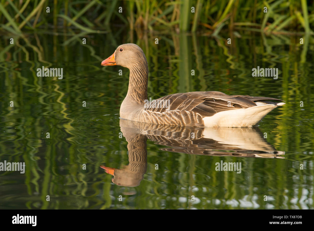 Oie cendrée Anser anser,, sur la rivière Bure, les Norfolk Broads, UK, Mai Banque D'Images