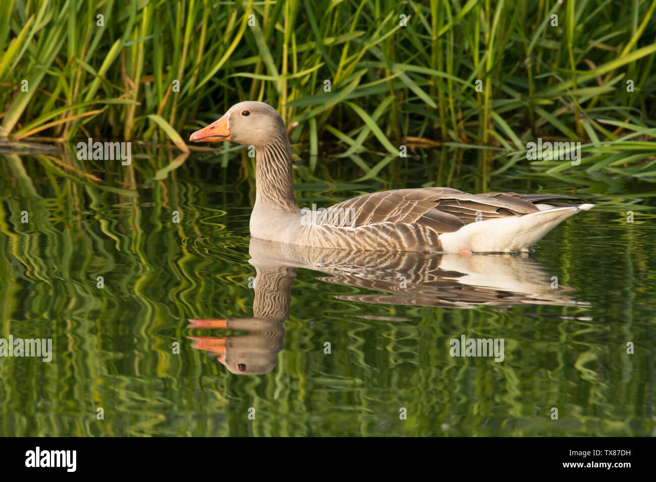 Oie cendrée Anser anser,, sur la rivière Bure, les Norfolk Broads, UK, Mai Banque D'Images