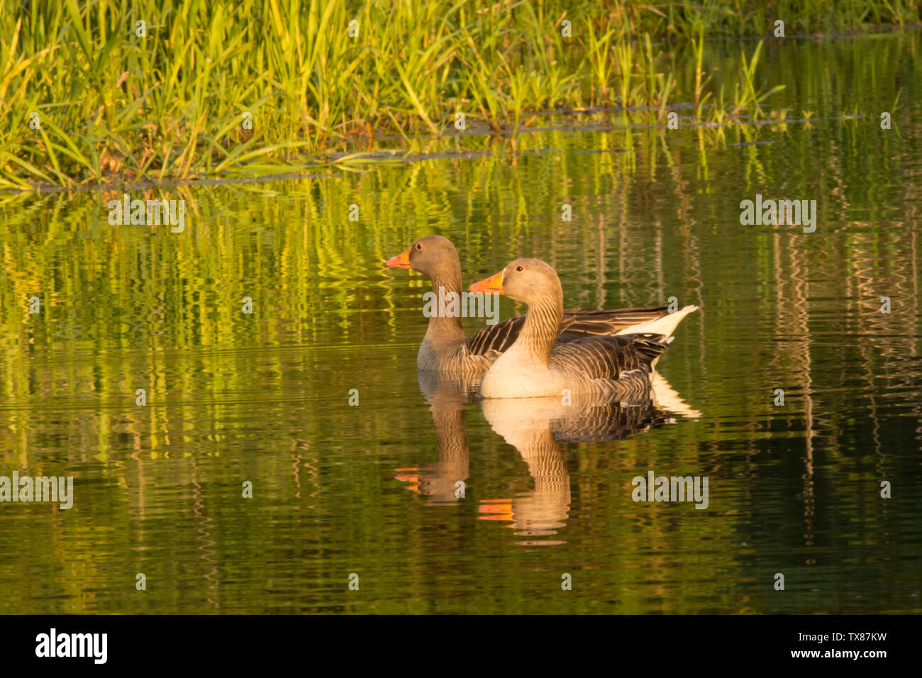Oie cendrée, Anser anser, paire, oies, nager à la rivière Bure, les Norfolk Broads, UK. Peut Banque D'Images