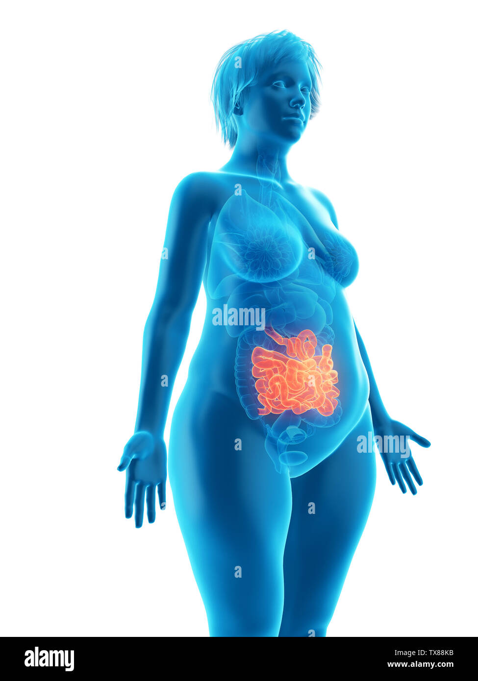 Rendu 3D précis médicalement illustration d'une femme obèse petit intestin Banque D'Images