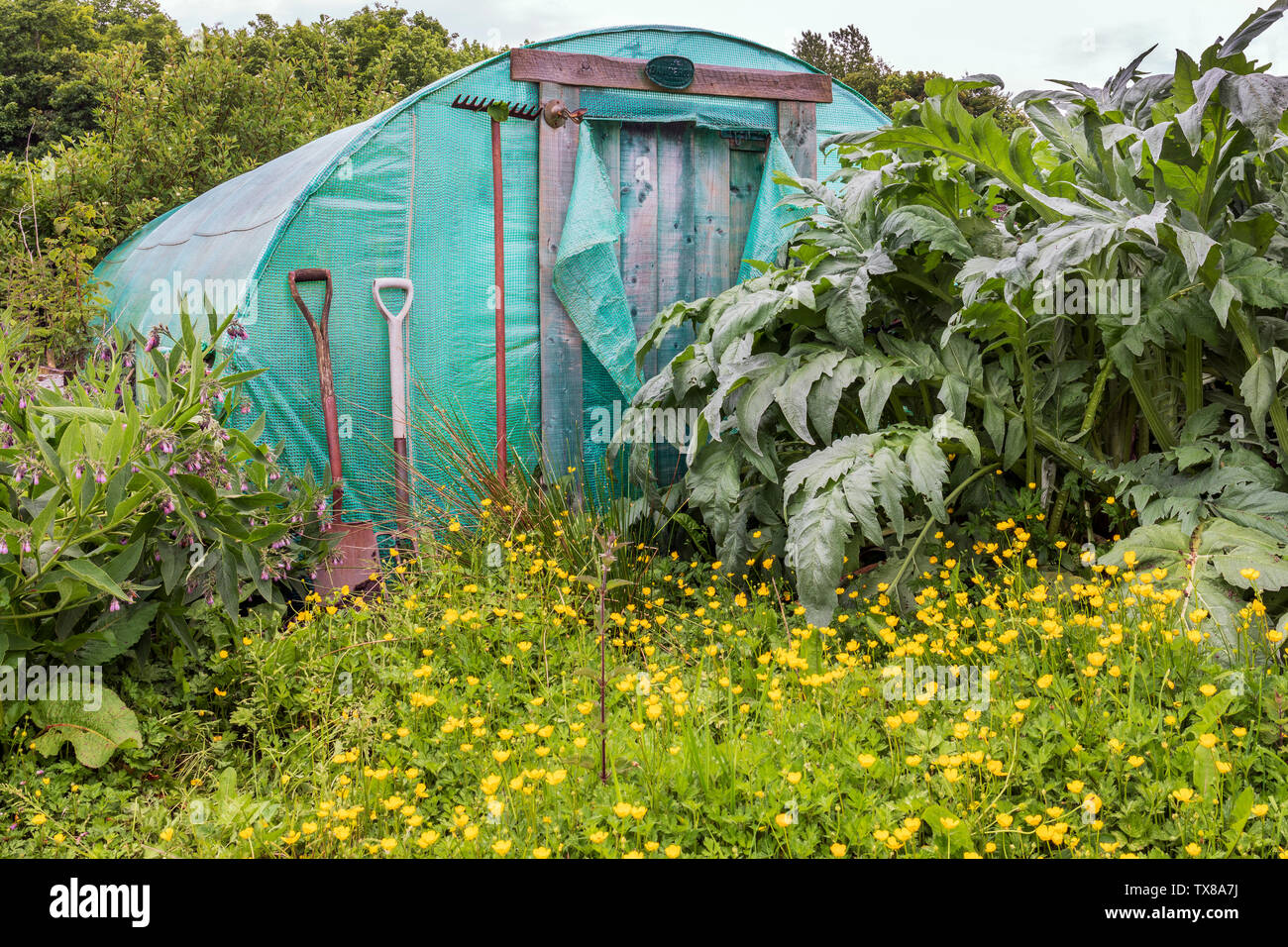 Jardin luxuriant avec renoncules et équipement de jardinage, rouille vieux cultivateurs Eglinton, allotissement Kilwinning, Ayrshire Banque D'Images