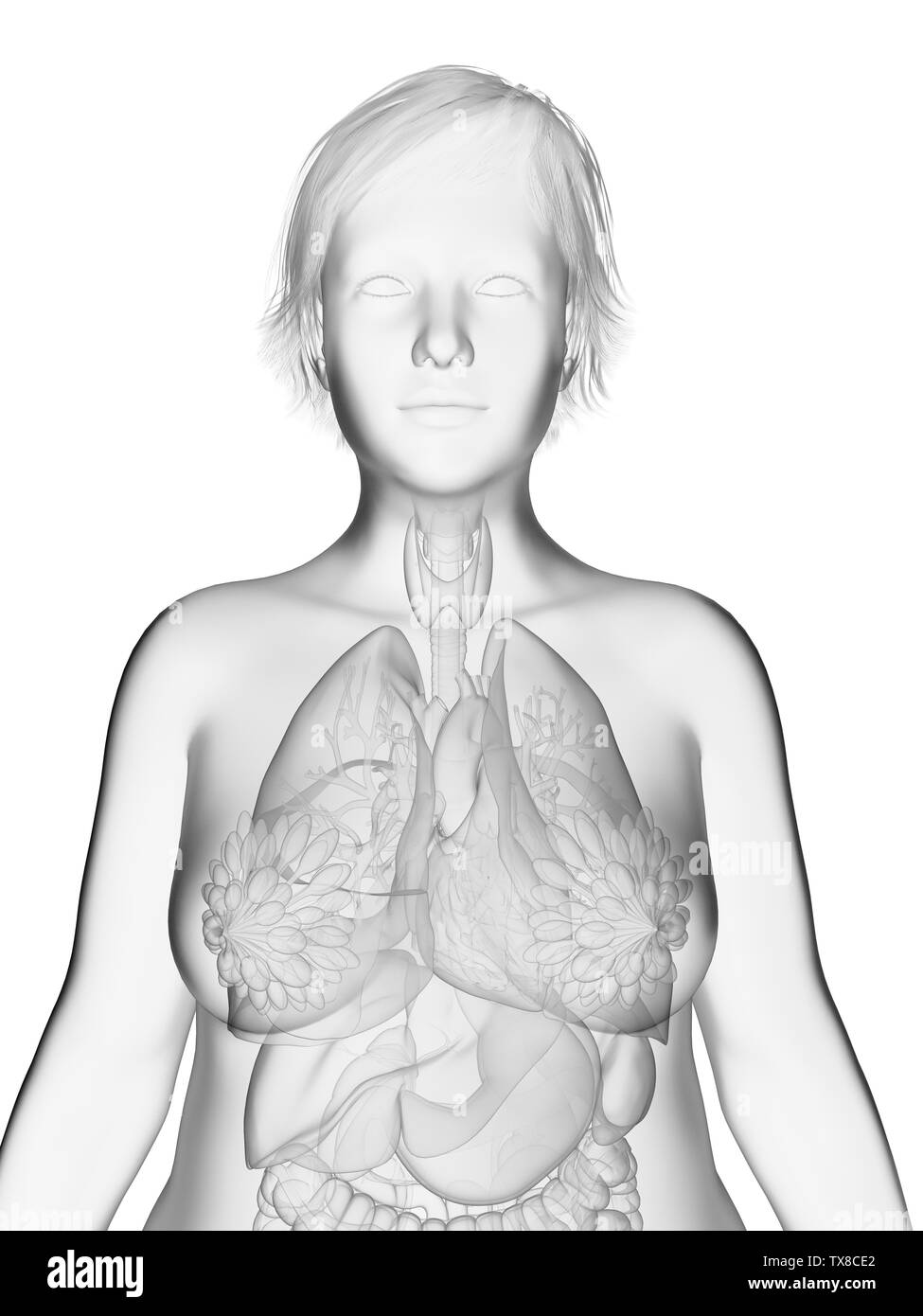 Rendu 3D précis médicalement illustration d'une femme obèse Banque D'Images