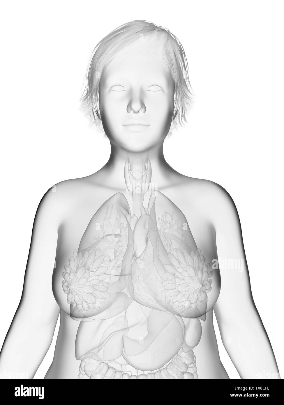 Médicalement en rendu 3d illustration d'un précis d'organes womans obèses Banque D'Images