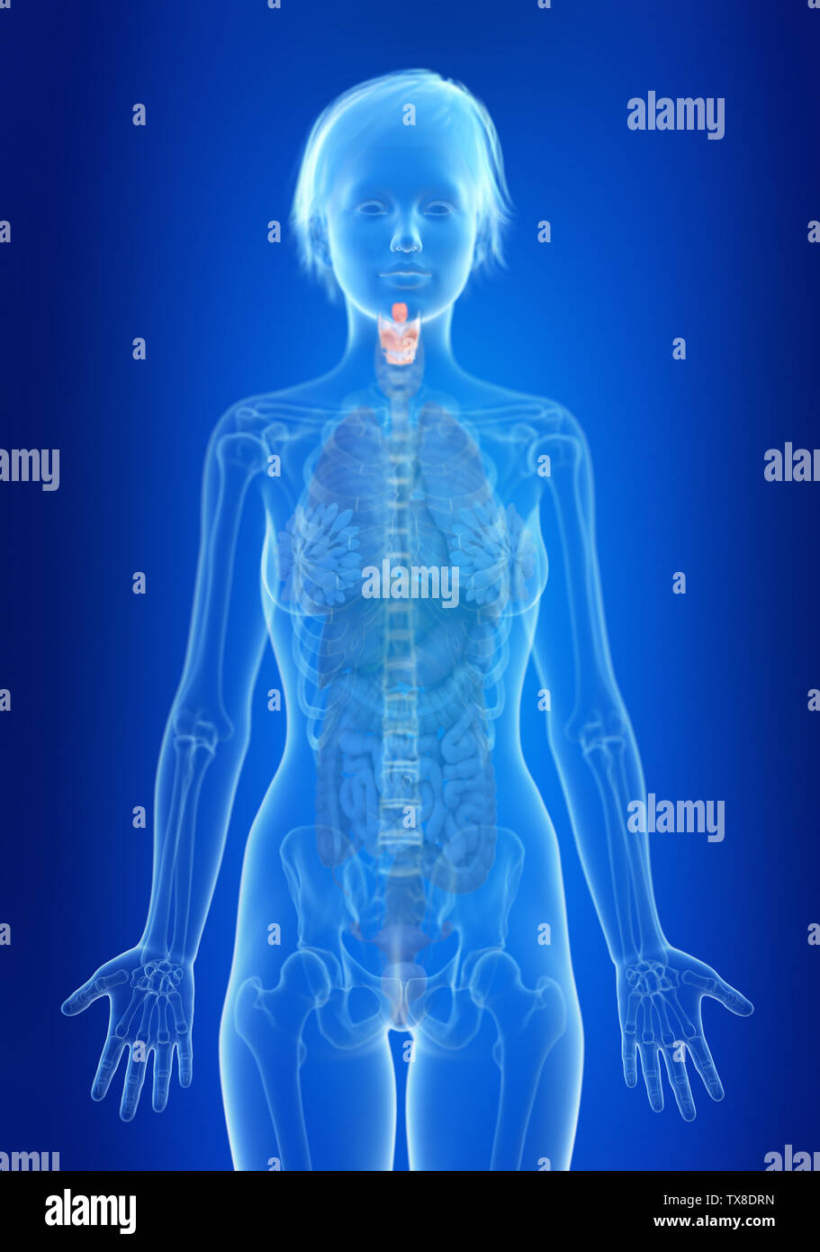 Rendu 3D précis médicalement illustration d'un larynx womans Banque D'Images
