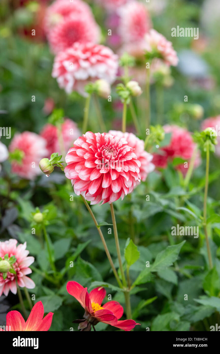 Dahlia 'Musette' sur une fleur voir affichage à Chatsworth RHS Flower Show 2019. Chatsworth, Derbyshire, Royaume-Uni. Banque D'Images