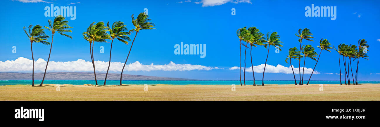 Palmiers alignés dans une rangée le long d'une plage tropicale. Banque D'Images