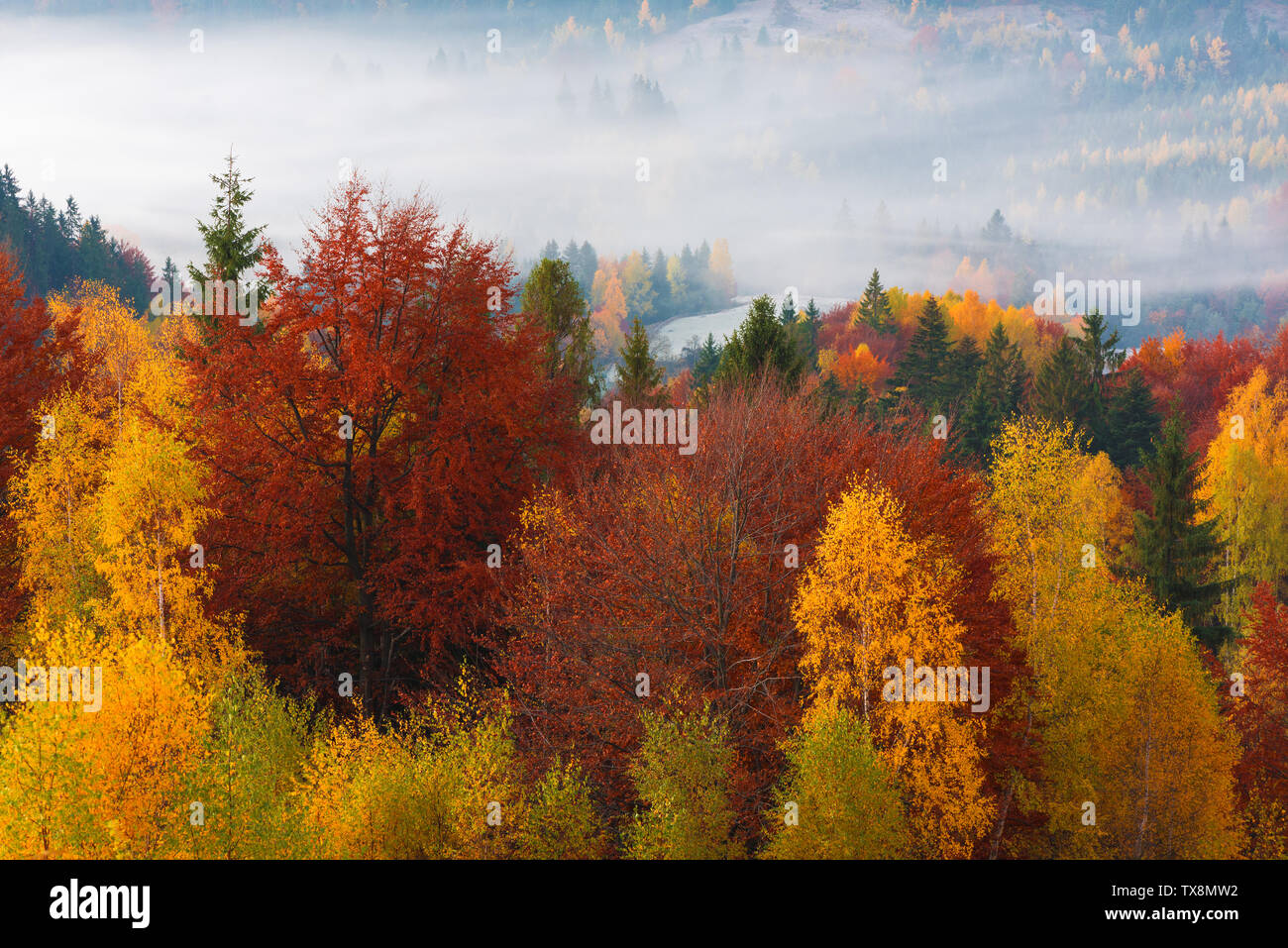 Paysage d'automne avec une belle forêt en montagne et brouillard du matin Banque D'Images