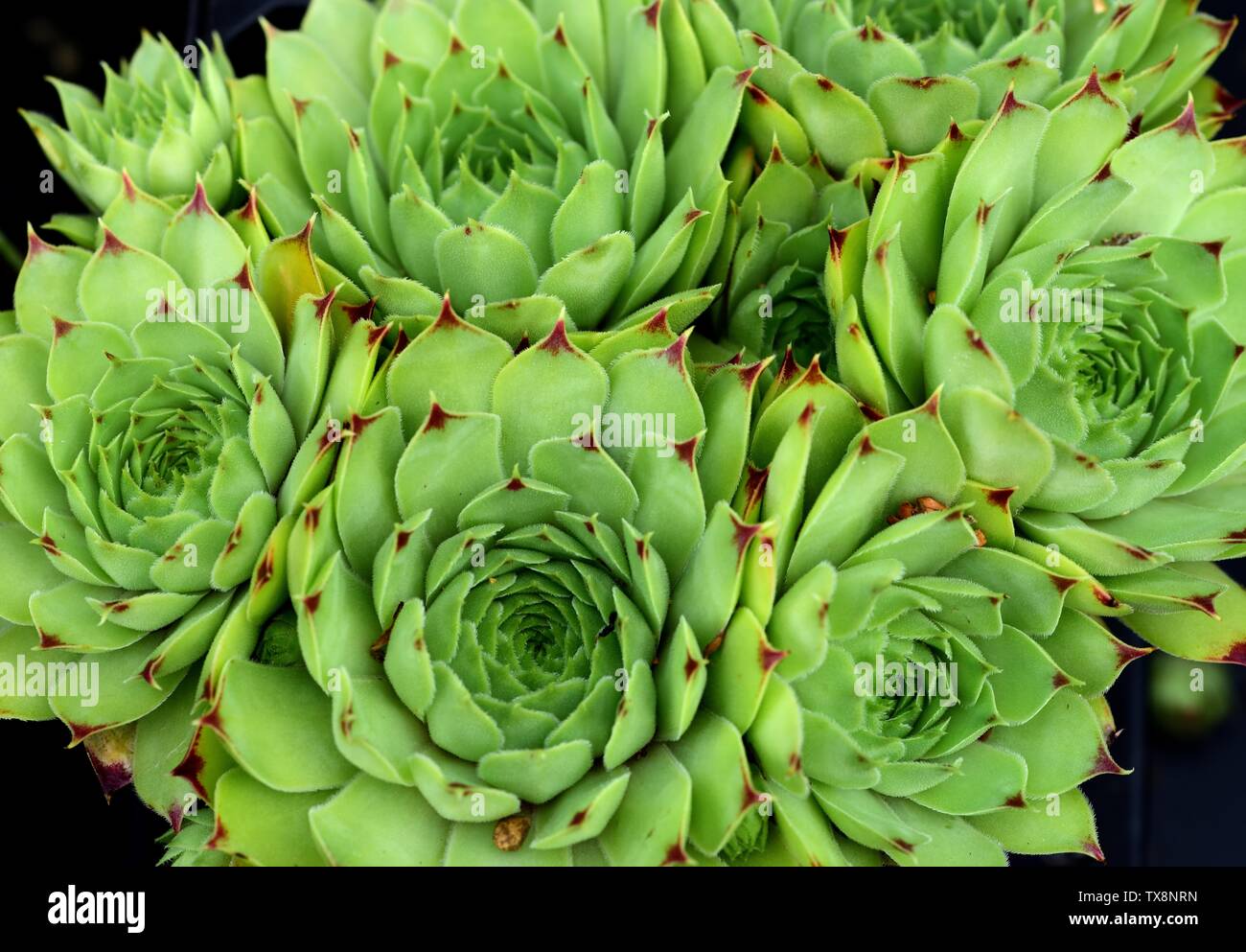 Libre de rosettes de Sempervivum Limelight. Banque D'Images