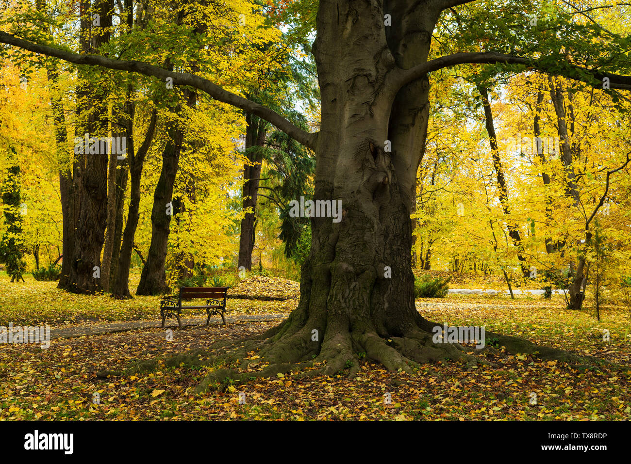 Vieux Chêne arbre dans le parc. Paysage d'automne avec des arbres Banque D'Images