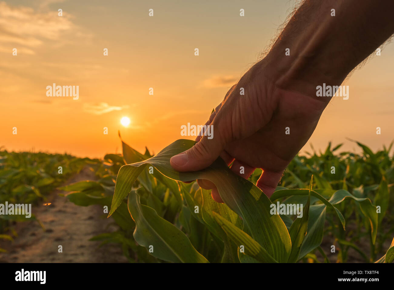 Farmer est l'examen de culture du maïs plantes dans le coucher du soleil. Close up of hand touching feuille de maïs dans le champ. Banque D'Images