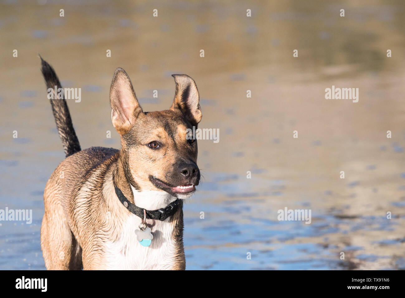 Smiling portrait de chien à la plage Banque D'Images