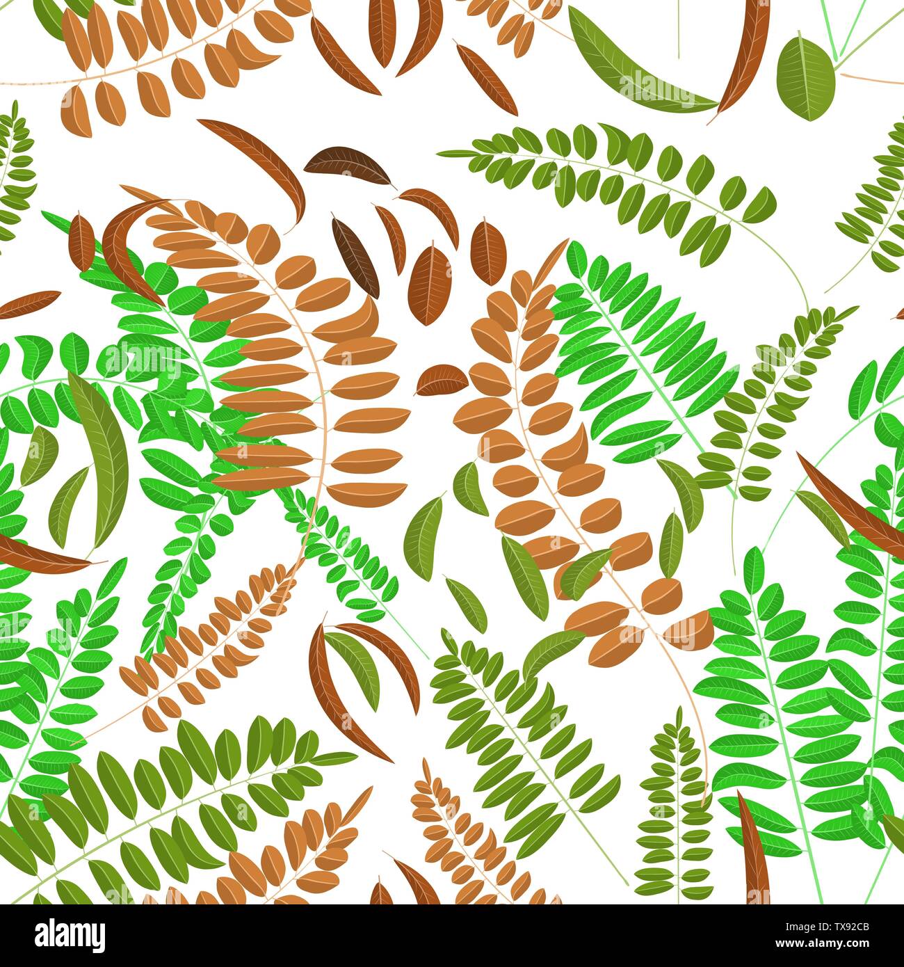 Avec motif transparent vert et le gingembre acacia isolé sur blanc sur l'arrière-plan. Illustration vectorielle, automne, acacia, de feuilles et de décoration entre Illustration de Vecteur