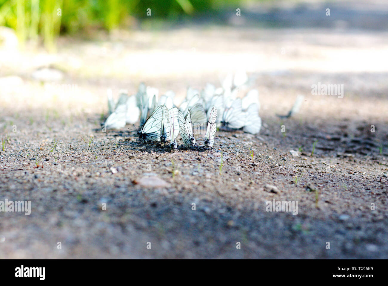 Beaucoup de beaux papillons blancs boire de l'eau. Les papillons se sont réunis ensemble pour un arrosage près d'une petite flaque. Banque D'Images