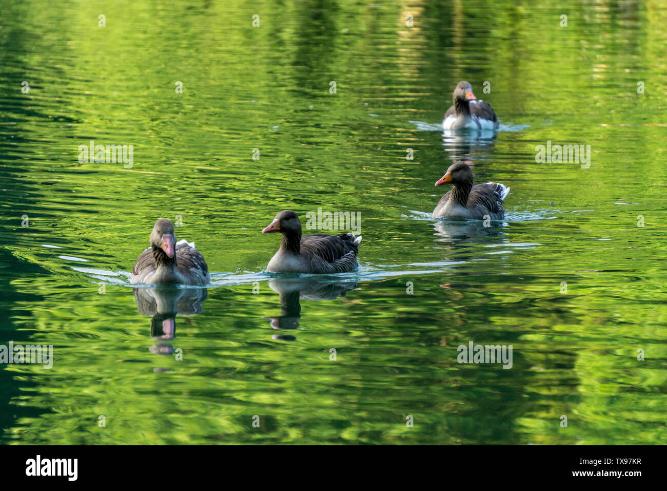 Image des femmes canards nageant dans un lac Banque D'Images