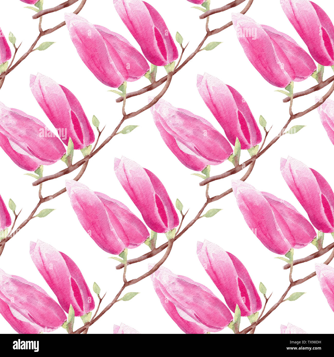 Direction générale de la magnolia aquarelle dessiné à la main motif transparent. Floraison de fleurs exotiques texture tramée. Flowerheads fermé sur fond blanc. Rose doux b Banque D'Images