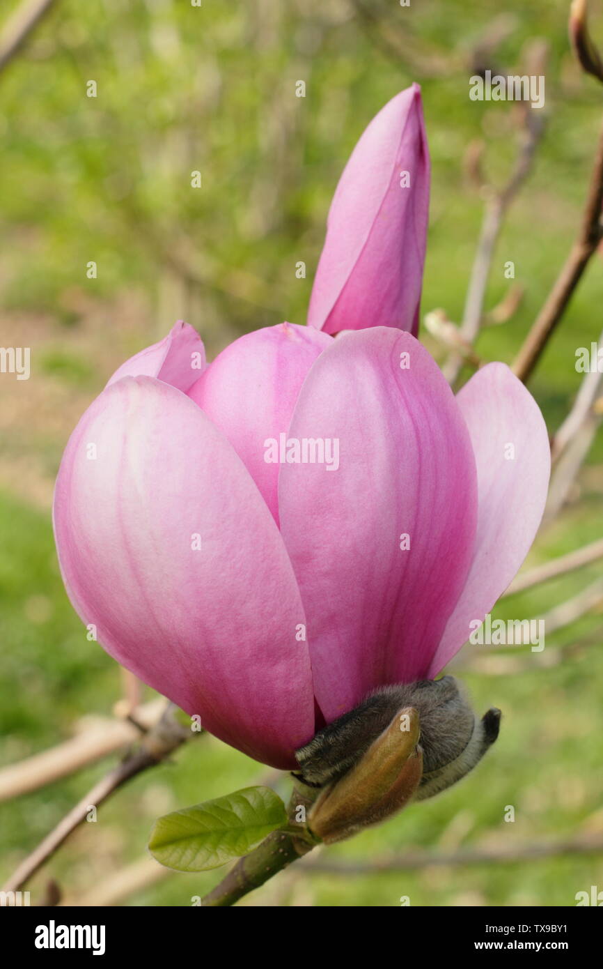 Magnolia 'Serene'. La fin de la floraison des fleurs de ce jury magnolia hybride Banque D'Images