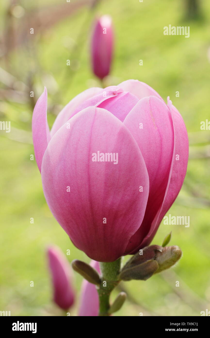 Magnolia 'Serene'. La fin de la floraison des fleurs de ce jury magnolia hybride Banque D'Images